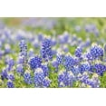 thumbnail image 2 of Wilson, Emily M. 24x17 Black Ornate Wood Framed with Double Matting Museum Art Print Titled - Johnson City-Texas-USA-Bluebonnet wildflowers in the Texas Hill Country, 2 of 4