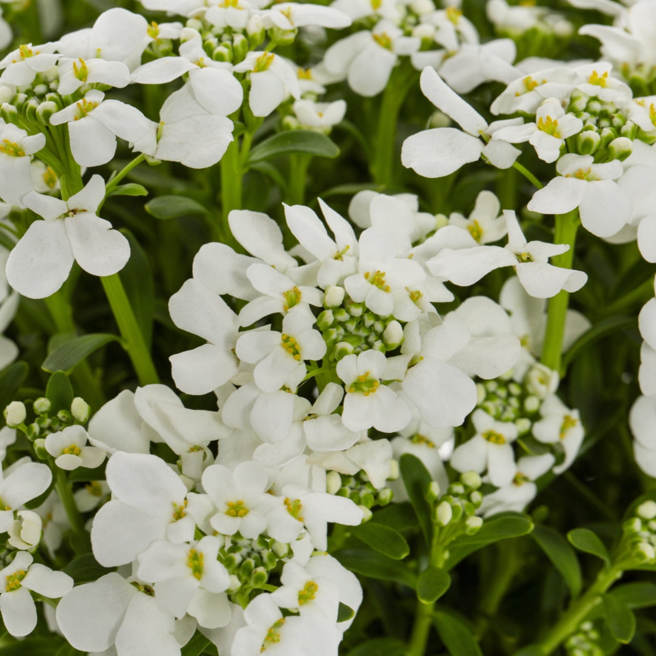 Expert Gardener White Iberis Live Perennial Plant, Full Sun, 1.5 pt
