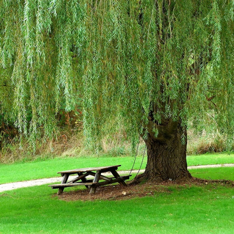 weeping willow tree  Weeping willow, Willow trees garden, Willow tree