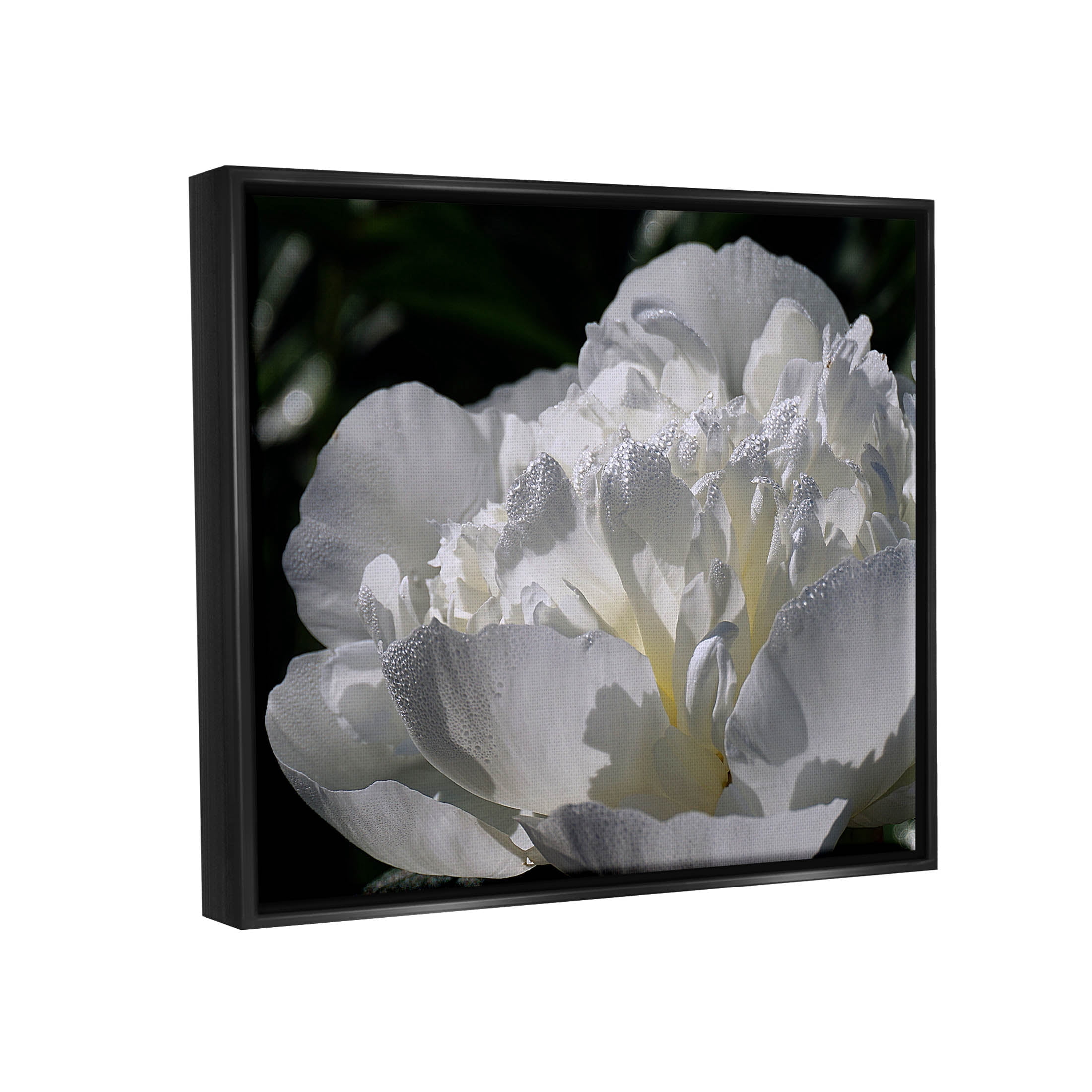 Blooming White Petals Photography Botanical & Floral Photograph Jet Black Framed Art Print Wall Art