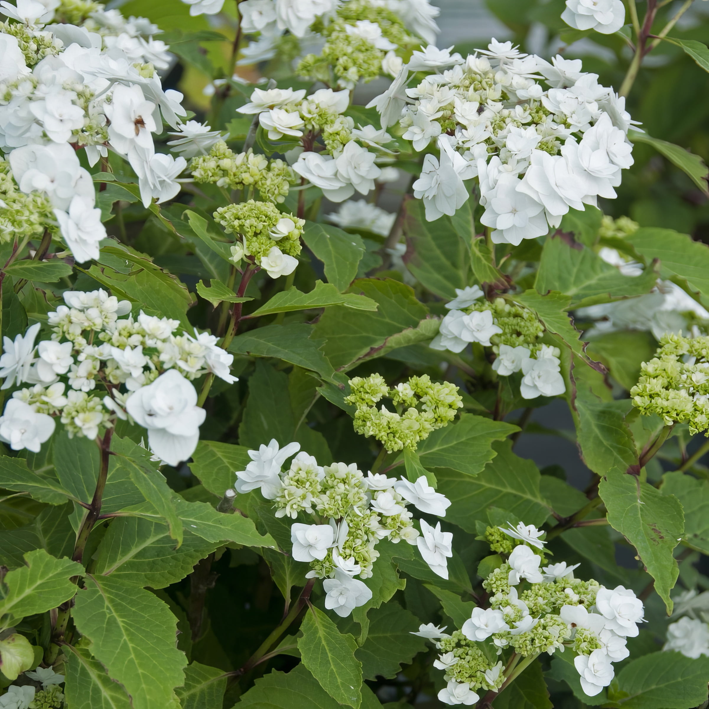 National Plant Network 4" Hydrangea 'Wedding Gown' Live Shrub with Partial Sunlight (3-Pack)