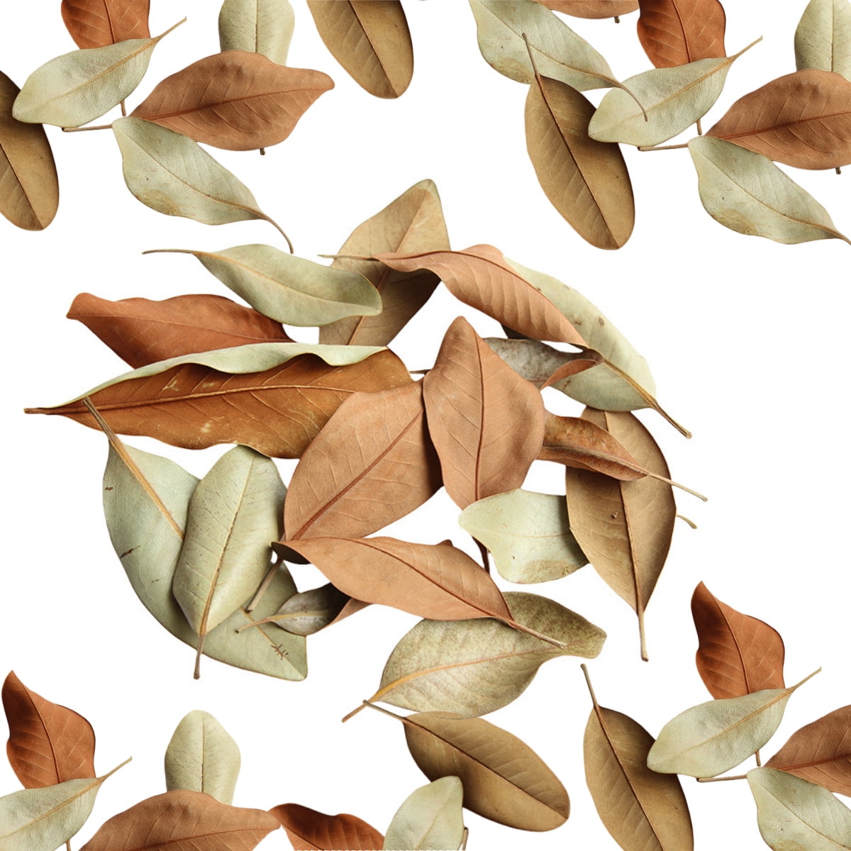 0.26LB Organic Magnolia Leaf Litter for Reptiles,Heat Treated Terrarium Substrate for Bioactive Enclosures,Isopods,Frogs,Turtles