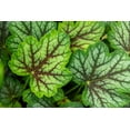 thumbnail image 5 of 50 HEUCHERA Americana CORAL BELLS Dale's American Alumroot Flower Seeds, 5 of 10