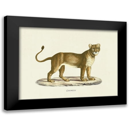 Schinz, Heinrich Rudolf 14x12 Black Modern Framed Museum Art Print Titled - Lioness