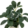 thumbnail image 4 of Mainstays 11in Indoor Artificial Plant in Pot, Green Peperomia., 4 of 5
