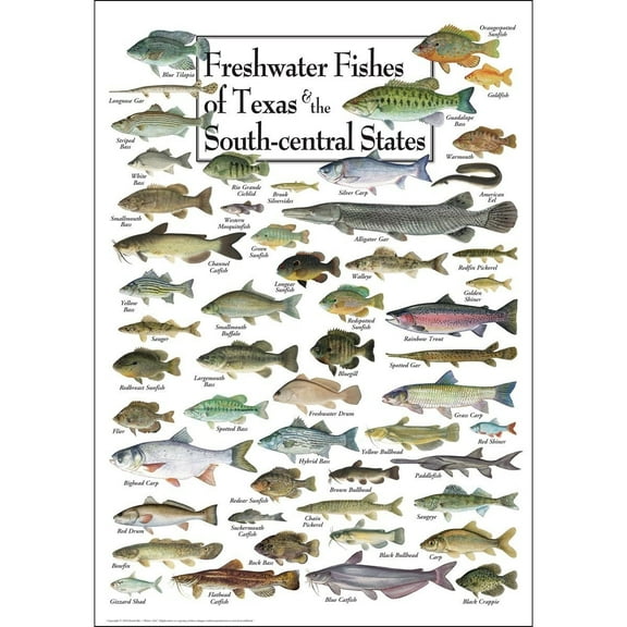 Freshwater Fishes of Texas & South - Posters