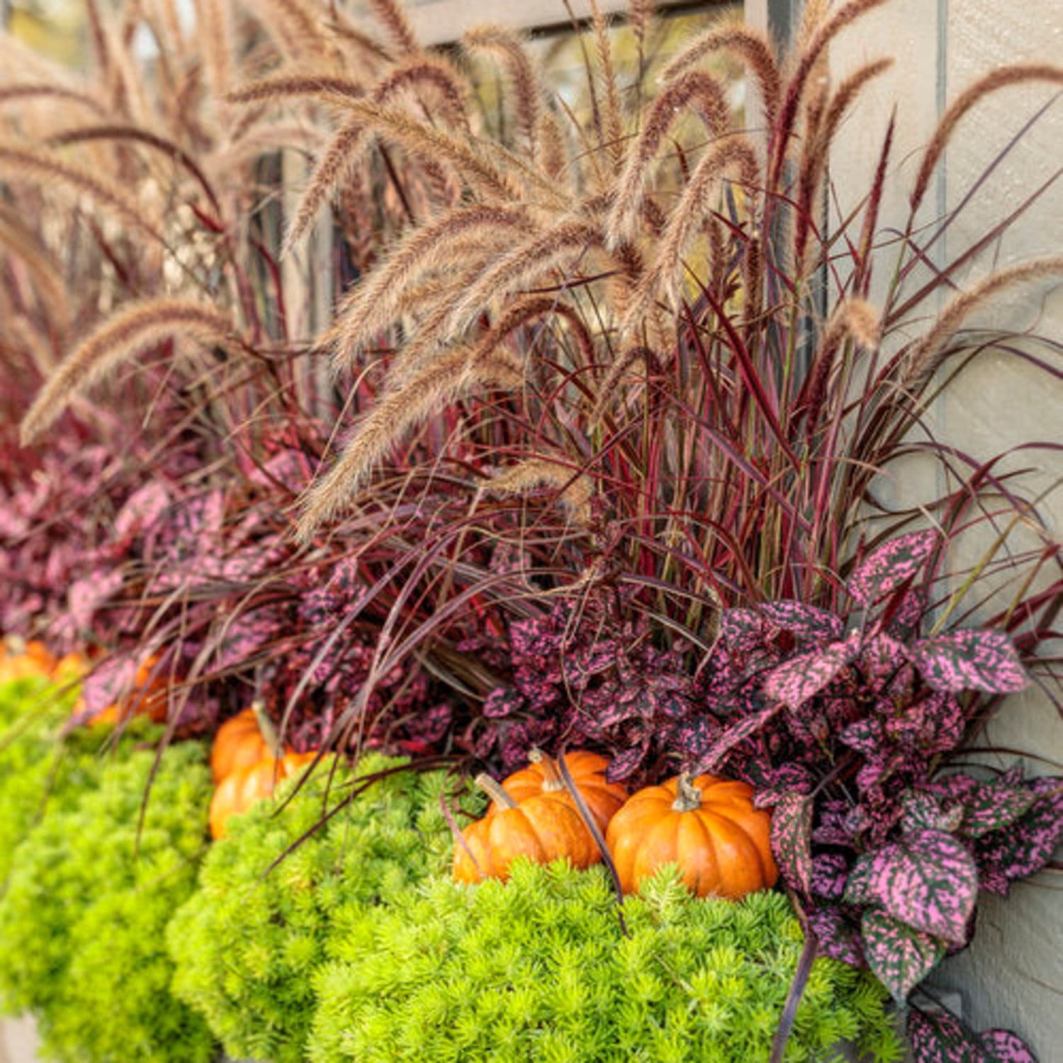 Proven Winners 8" Purple Graceful Grasses Purple Fountain Grass Purple Fountain Grass Live Plant in 6.5" Pot