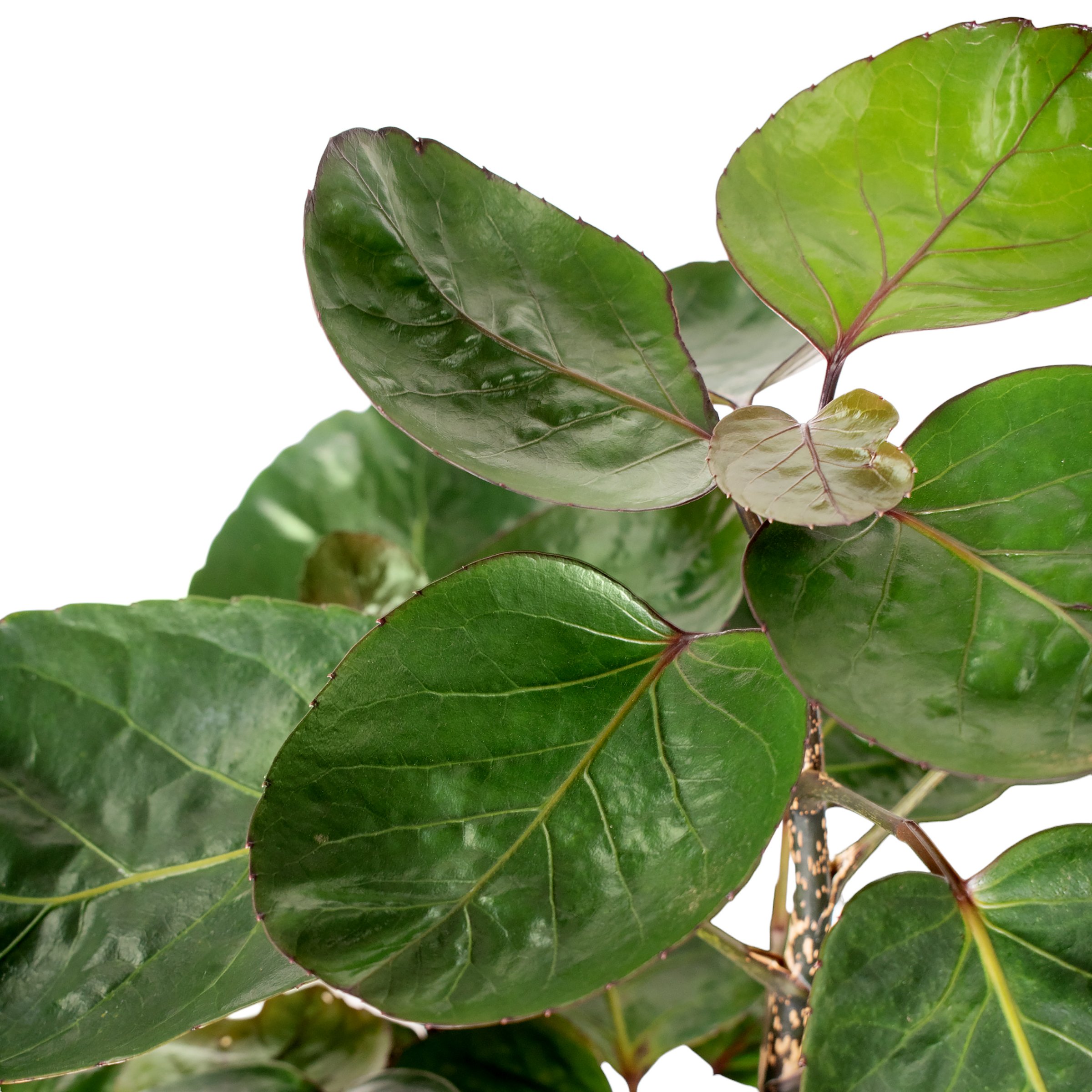 8 in Aralia Fabian Stump Live Tree