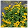 thumbnail image 3 of Everwilde Farms - 1 oz Marsh Marigold Native Wildflower Seeds - Gold Vault Bulk Seed Packet, 3 of 3