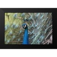thumbnail image 2 of Fitzharris, Tim 24x17 Black Modern Framed Museum Art Print Titled - Peacock III, 2 of 5