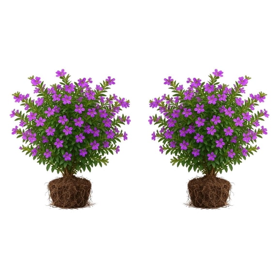 Allyson Purple Cuphea Starter Plants - Set of 2, Full Sun, USDA Zones 9-11, Ships Bare Root, No Pot