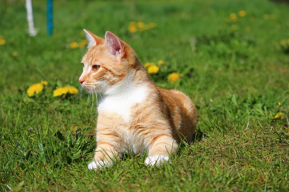 Mackerel Kitten Cat Red Mackerel Tabby Red Cat20 Inch By 30 Inch