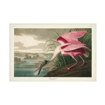 John James Audubon 'Roseate Spoonbill' Canvas Art