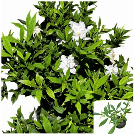 Jasmine Frostproof Plant Live Gardenia Jasminoides Double White Jasmine Bush Cape Jasmine Tree Frost Proof Gardenia Plant 5-8"Tall