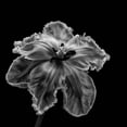 thumbnail image 2 of Gronkjar, Lotte 20x20 Black Ornate Wood Framed with Double Matting Museum Art Print Titled - Parrot Tulip, 2 of 4