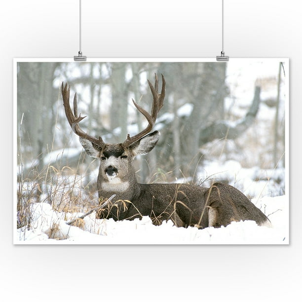 Download Deer In Snow Lantern Press Photography James T Jones 12x18 Art Print Wall Decor Travel Poster Walmart Com Walmart Com