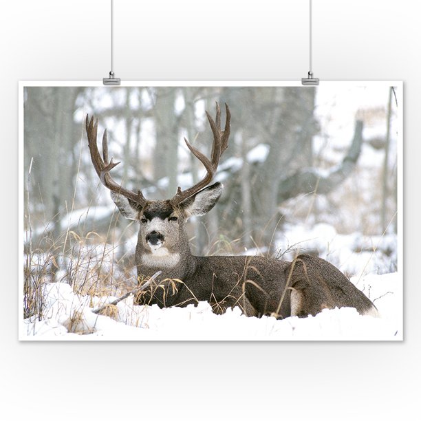 Download Deer In Snow Lantern Press Photography James T Jones 12x18 Art Print Wall Decor Travel Poster Walmart Com Walmart Com