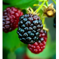 thumbnail image 5 of Set 2 Arapaho Thornless BlackBerry Plants Live for Planting, Blackberries Plants Fruit Bushes Outdoor Garden 4 to 6 Inch Tall, 5 of 6