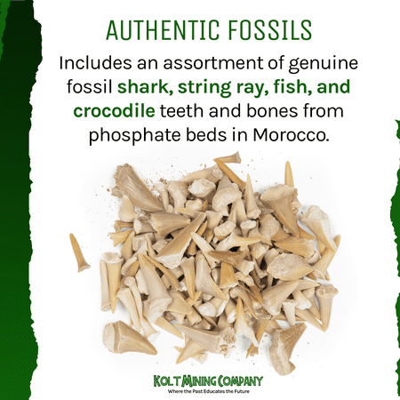 Kolt Mining Fossilized Shark Teeth - Excavate and Examine Real Teeth and Bones - 1 lb.