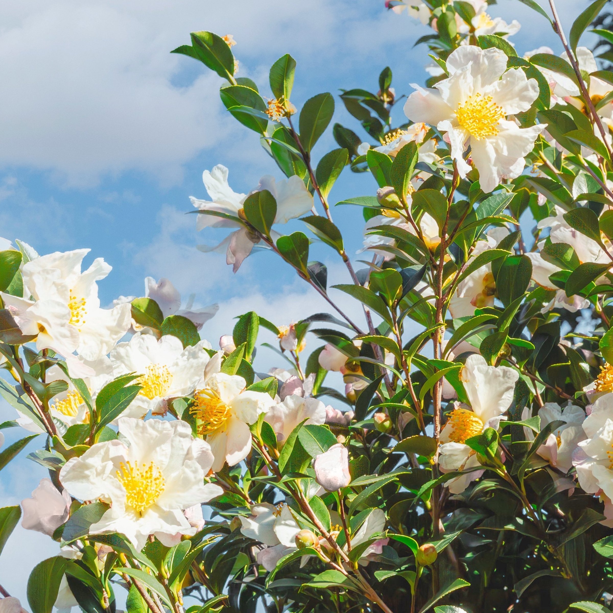 National Plant Network 3 gal. Camellia Sasanqua Northern Exposure Shrub