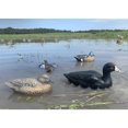 thumbnail image 2 of Mojo Outdoors Coot Confidence Duck Decoys, 6 Pack, 2 of 4