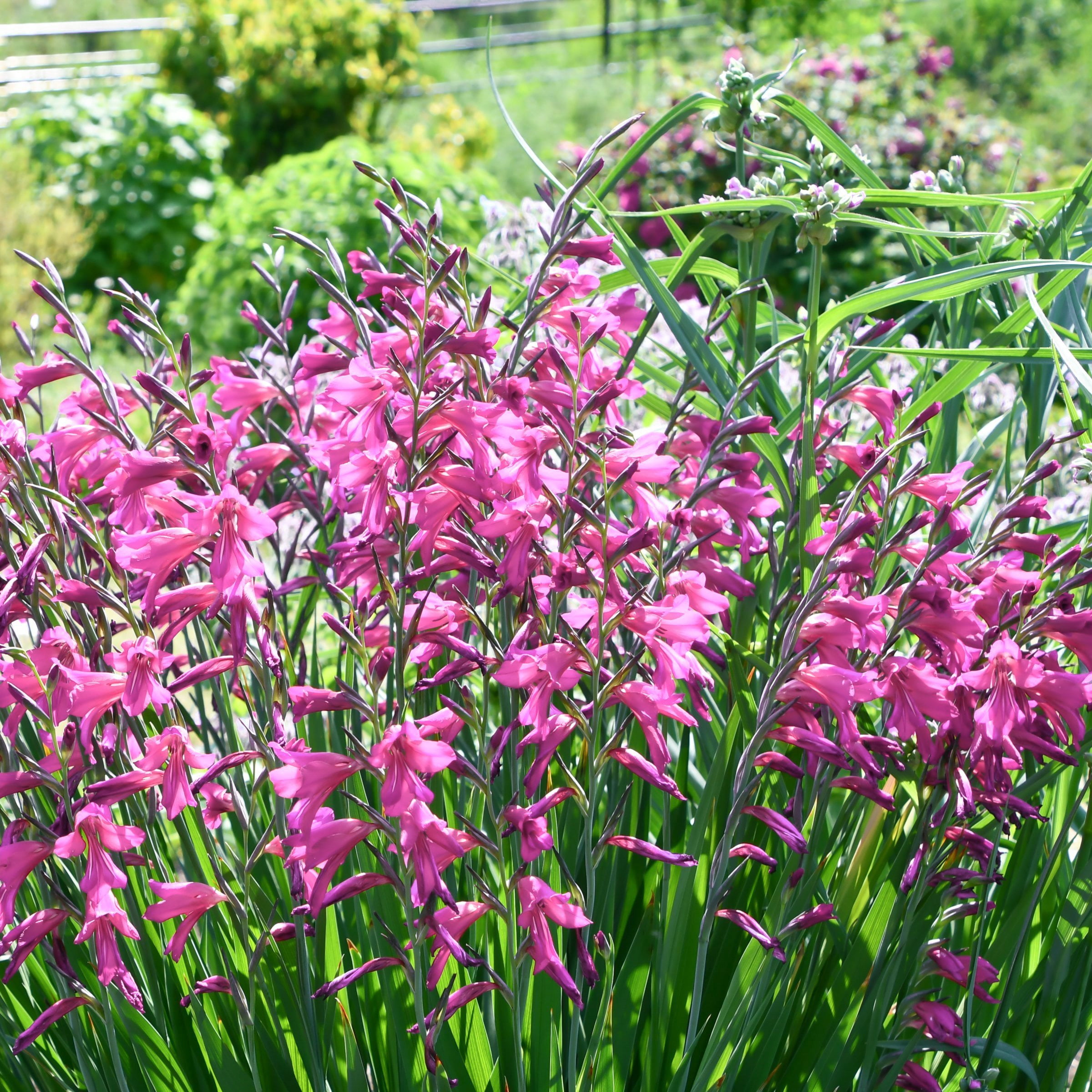 National Plant Network Gladioli Bartok Bulbs (10-Pack)