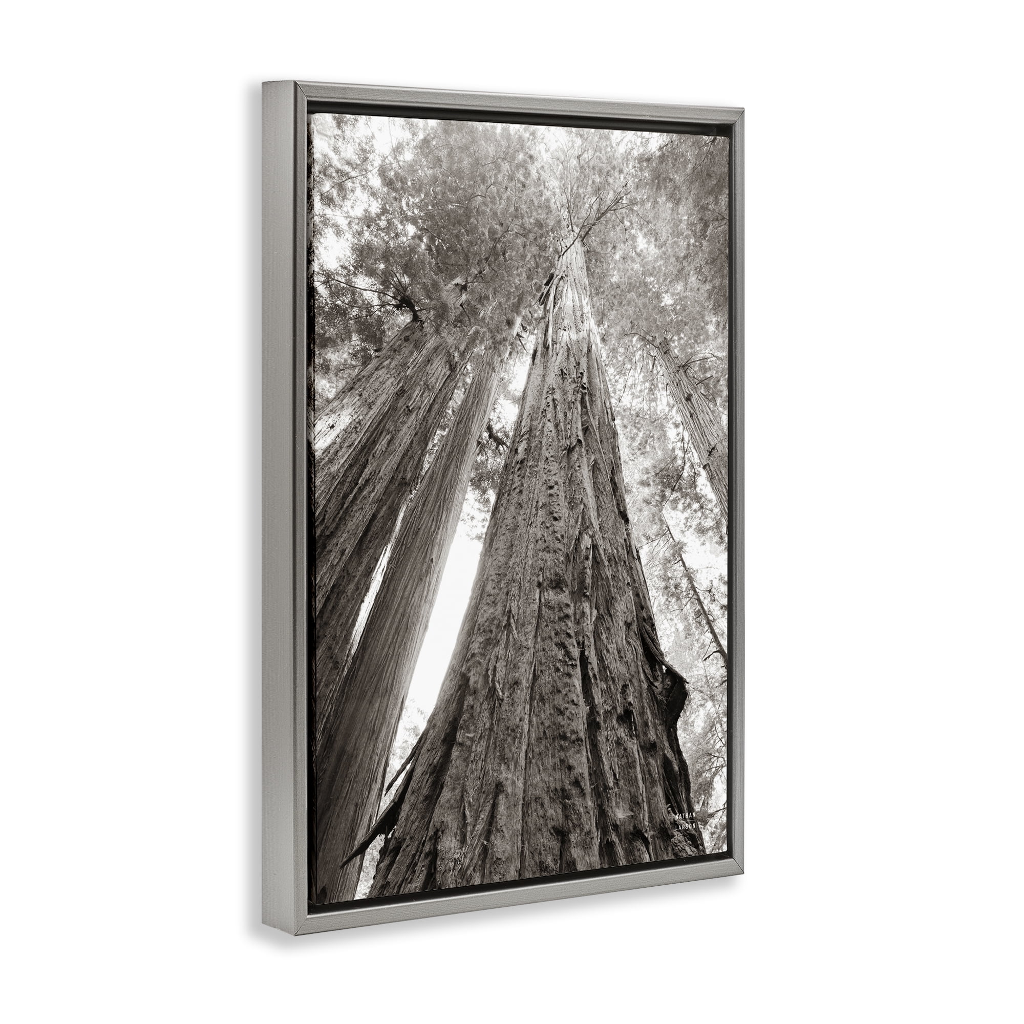Stupell Industries Ancient Redwood Forest Landscape & Nature Photography Gray Floater Framed Canvas Art Print Wall Art, 17 x 25