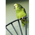 thumbnail image 2 of Flaherty, Dennis 23x32 White Modern Wood Framed Museum Art Print Titled - Puerto Rico A green parrot on Vieques island, 2 of 4