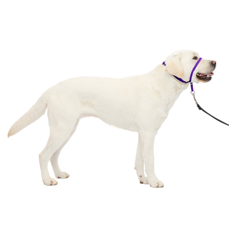 PetSafe Gentle Leader Headcollar, No-Pull Large Purple photo 1