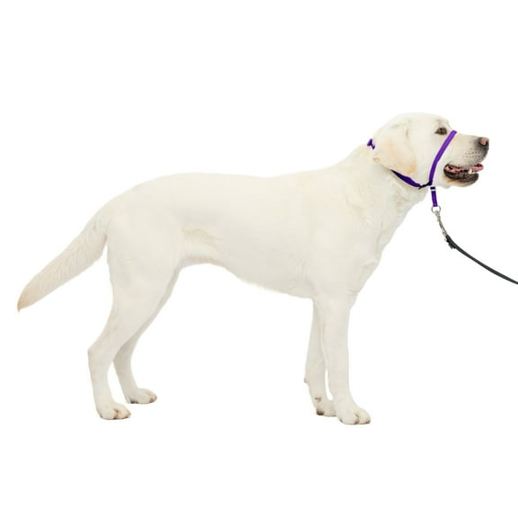 PetSafe Gentle Leader Headcollar, No-Pull Dog Collar