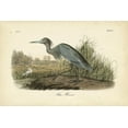 thumbnail image 2 of Audubon, John James 14x11 Black Ornate Wood Framed with Double Matting Museum Art Print Titled - Audubons Blue Heron, 2 of 4