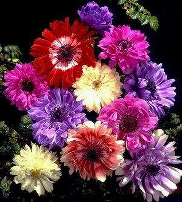 Hirt's Gardens St. Brigid Anemone Windflowers