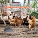 thumbnail image 4 of unbranded 1Ud De Para Limpieza De Excremento Animal Manual Multifuncional Resistente, 4 of 7