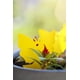 thumbnail image 5 of 25 Trampa pegajosa para moscas de la fruta y mosquitos LIGHTSMAX LIGHTSMAX PEGAMENTO, 5 of 8