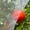 NA, variant on Ultra Fine Garden Netting 4'x10' Plant Pest Barrier Covers Bird Patio Mosquito Netting Tree Vegetable Mesh Protection Netting Fruit Greenhouse Row Nets for Garden