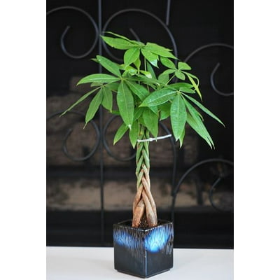 9greenbox - Live Lucky 5 Braided Money Tree Into 1 Pachira with Handmade Ceramic Pot Plants Lucky for 2012 9greenbox - Live Lucky 5 Braided Money Tree Into 1 Pachira with Handmade Ceramic Pot Plants Lucky for 2012