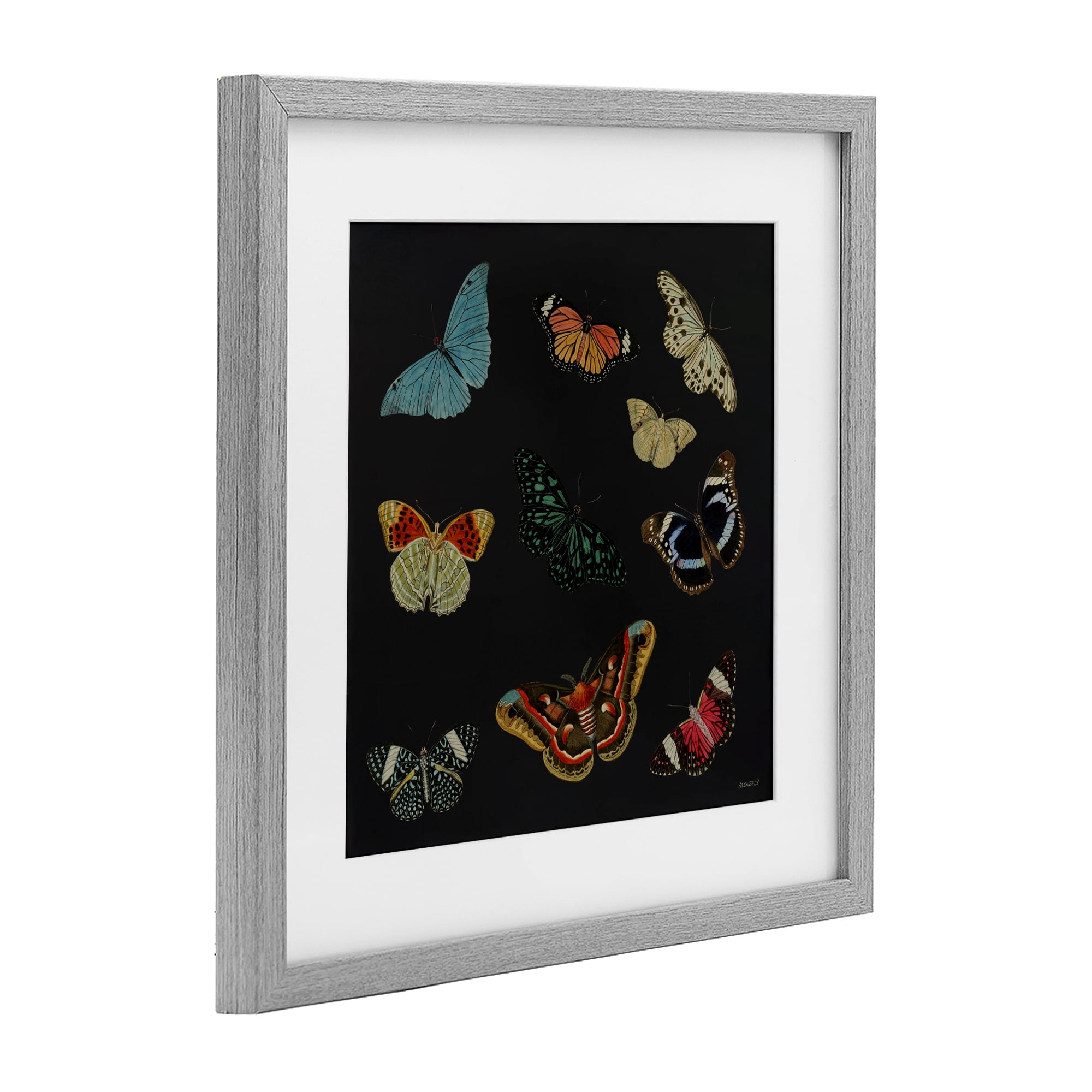 Stupell Industries Insects Group on Black Gray Framed Print Under Glass, design by Dan Meneely
