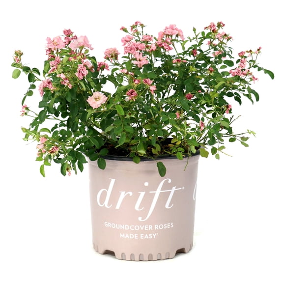 National Plant Network 3 gal. Rose Blushing Drift Shrub