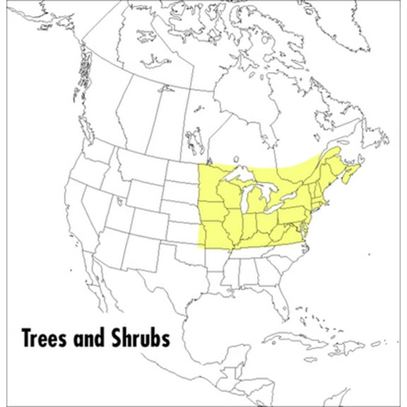 Pre-Owned A Field Guide to Trees and Shrubs: Northeastern and North-Central United States and Southeastern and South-Central Canada (Paperback) 039535370X 9780395353707