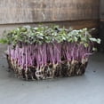 thumbnail image 3 of Organic Red Acre Cabbage Garden Seeds - 1 Lb - Heirloom, Non-GMO Vegetable Gardening Seed - Cabbage Micro Green Seed, 3 of 3