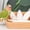 O063 White1 2.0", variant on Cuttlefish Bone(9 12Cm) Cuddle Bone for Birds Birds Parrots Chewing Toys Natural Cuttlefish Bone Bird Pet Molar Teeth Grinding Toy for Parrots Cage Birds Tortoises Parrot Toys Happy 2026!