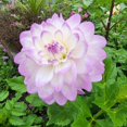 thumbnail image 4 of 1 Dahlia Plant, Purple White Dahlia Flowers Plant, Live Dahlia Flowering Plant 4 Inches Tall Bareroot, Large Rare Flower Plant, 4 of 5