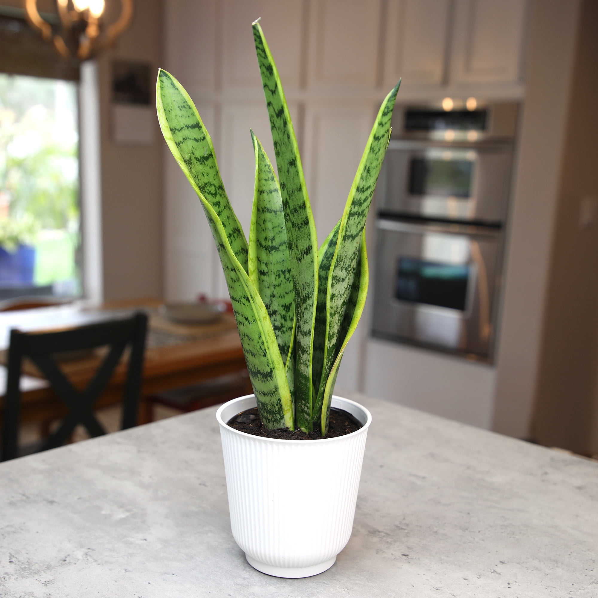 Laurentii Snake Plant, Clean Air Houseplant | 4.25 in Decor Pot; Full Sun | Element by Altman Plants