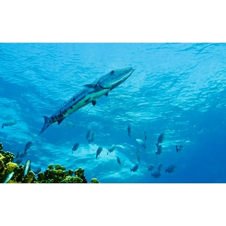 A Great Barracuda swimming above the coral reef into the current prompt a school of fish to clear the way in the warm Atlantic Ocean off the coast of Key Largo Florida Poster (Best Place To Fish In Florida Keys)