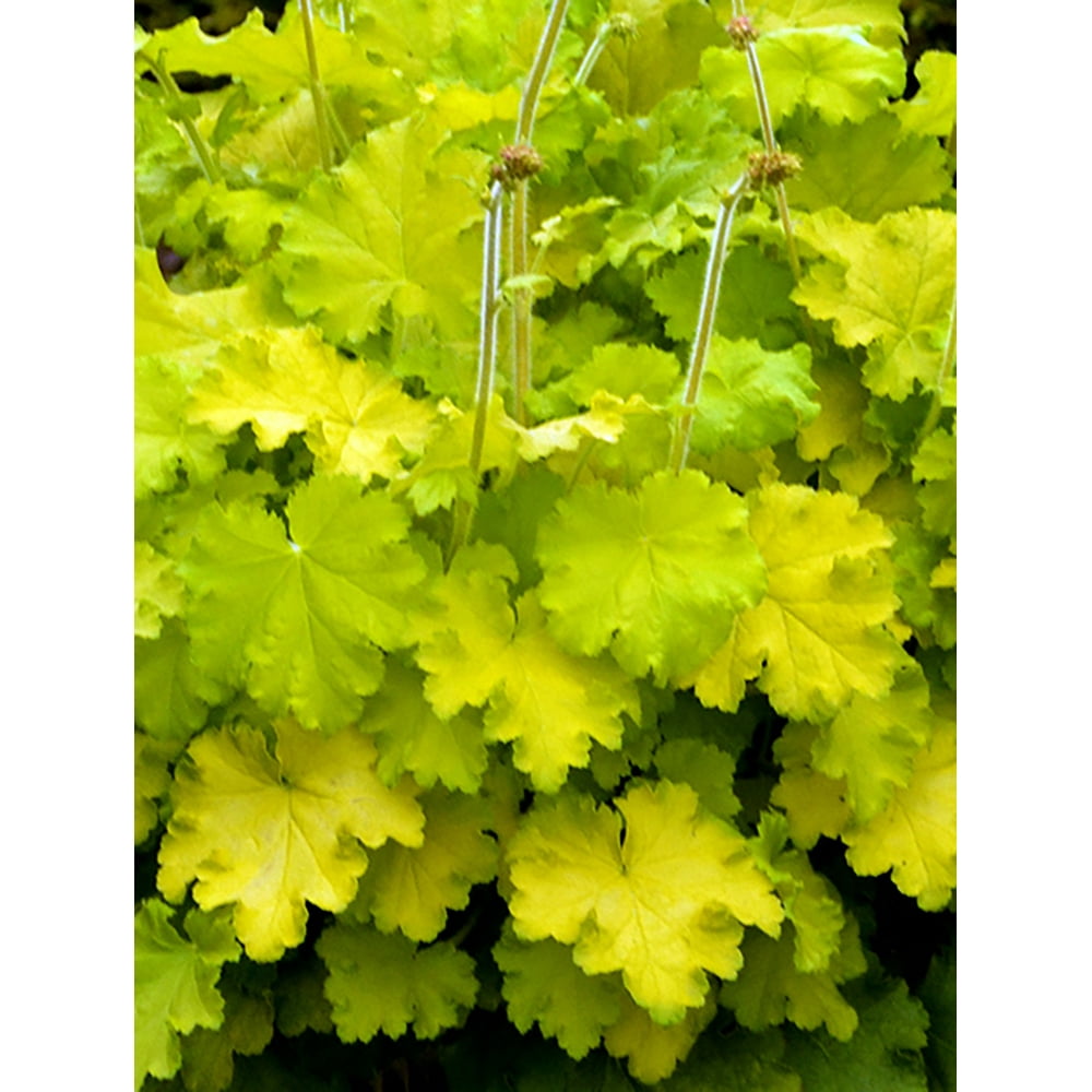 lemon love coral bells