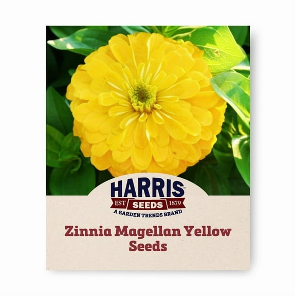 Harris Seeds - Zinnia Seeds - Magellan Yellow F1 Variety - Annual Flower - 250 Seeds