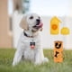 thumbnail image 1 of Bolsas de caca de perro respetuosas medio , bolsas biodegradables para perros por con dispensador de bolsas de caca para - Naranja 16 Naranja 16Rollo Yinane Bolsas para desechos de caca, 1 of 7