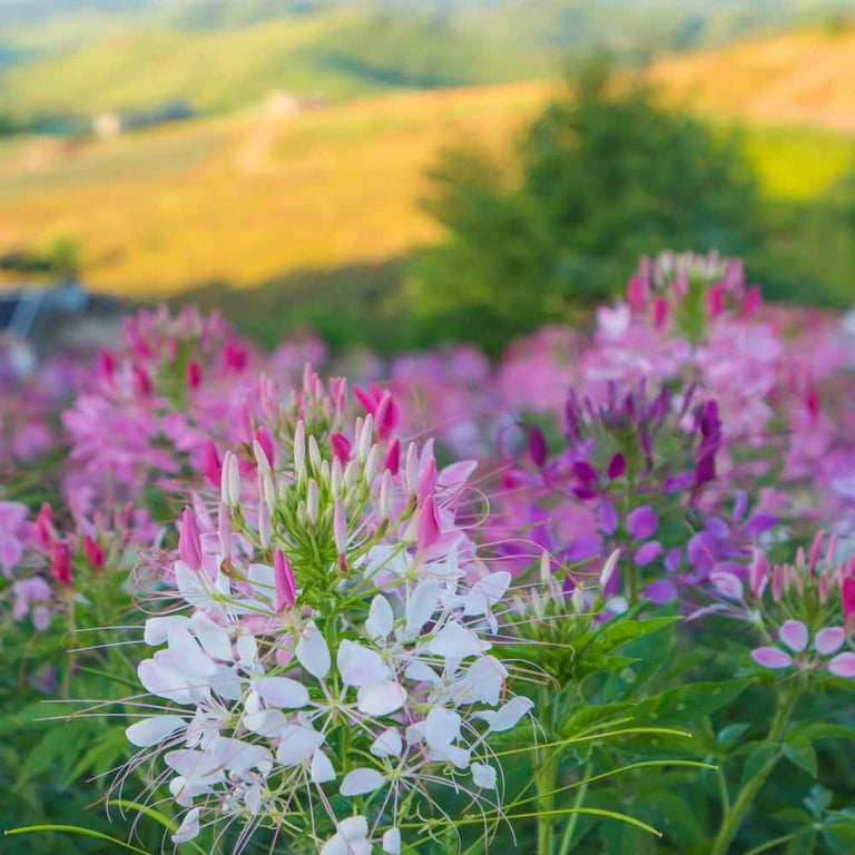 Outsidepride Cleome Seeds - Mix - 2000 Seeds