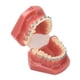 thumbnail image 3 of Modelo de ortodoncia dental de 28 piezas, resina dental, modelo de enseñanza dental con brackets metálicos., 3 of 14