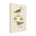 thumbnail image 2 of Trademark Fine Art 'Sandpipers And Eggs III' Canvas Art by Morris, 2 of 4